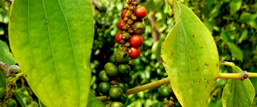 Kampot & Kep: Full-Day Countryside, Pepper Farm & Coastal Tour (Cambodia)