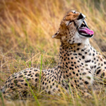 From Kilimanjaro to the Maasai Mara: Two Nations, One Unforgettable Journey