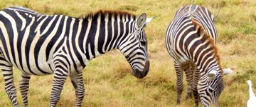 6 Day Masai Mara, Lake Nakuru & Amboseli Ideal Kenyan Safari (Kenya)