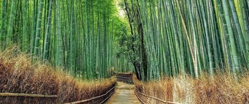 Bamboo Village & Cycling Tour In Wayanad (India)