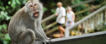 Kintamani - Ubud Tour With Tanah Lot Sunset View (Indonesia)