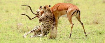 4 Days Masai Mara & Lake Nakuru Group Joining Budget Safari (Kenya)