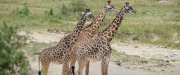 2-day Flying Safari From Zanzibar Tarangire & Ngorongoro (Tanzania)