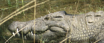 Eco tour: Chobe Full-Day Safari (Zambia)