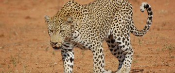 Eco tour: From Jaipur/ Agra/ Delhi:  2-Day Jaipur City Tour, Leopard Safari & Elephant Village (India)