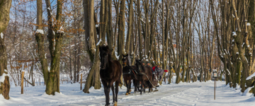 Carriage Or Sleigh Ride With Picnic Basket In Covasna County (Romania)