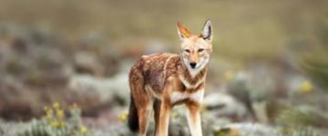 Eco tour: 4-day Bale Mountain Safari Experience (Ethiopia)
