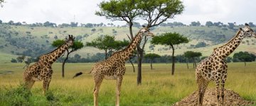 1 Day Hiking Trip To Hells Gate National Park (Kenya)