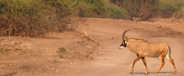 Eco tour: 8-Day Sightseeing At Victoria Falls, Chobe National Park And Okavango Delta (Zimbabwe)