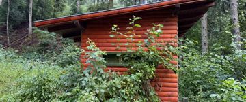 Brown Bear Photography Experience In Harghita County (Romania)