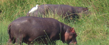 Eco tour: Mokoro Day Trip - Okavango Delta (Botswana)