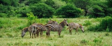 2 Days Lake Mburo National Park Safari (Uganda)