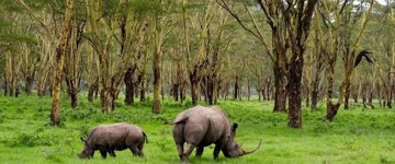 Lake Nakuru National Park Wildlife Highlights And Excursion (Kenya)