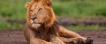 Eco tour: 3 Days Tour To Queen Elizabeth National Park, Uganda (Uganda)