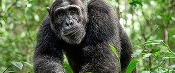 3 Days Chimpanzee Tracking & Queen Elizabeth Safari (Uganda)