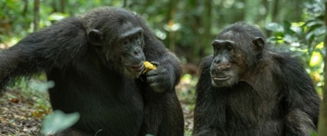 Eco tour: 5 Days/4 Nights Tour To Kibale Forest, Queen Elizabeth And Lake Mburo National Parks (Uganda)
