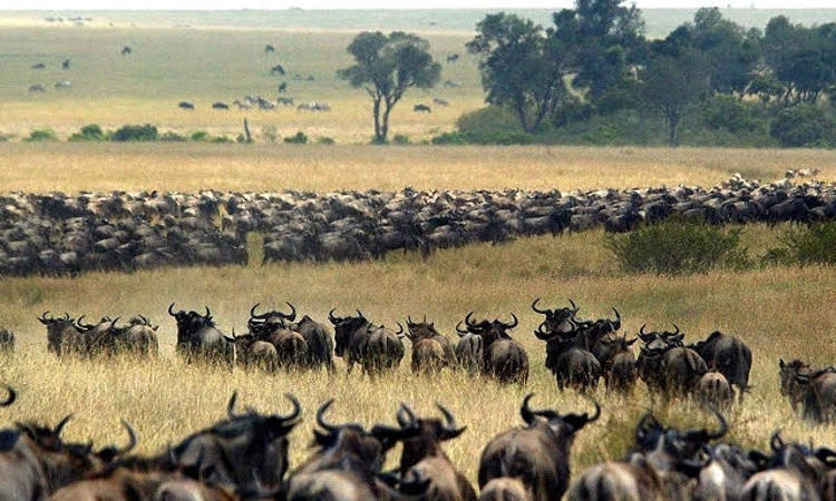 Best Of Wildebeest Migration from A1706