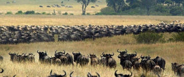 Best Of Wildebeest Migration (Kenya)