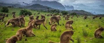 Eco tour: 4-day Simien Mountains Trekking Adventure Tour (Ethiopia)