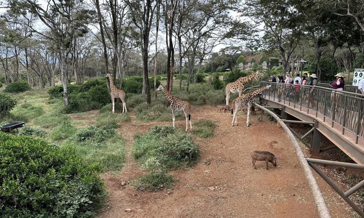 Giraffe Center Nairobi Day Tour from A$119