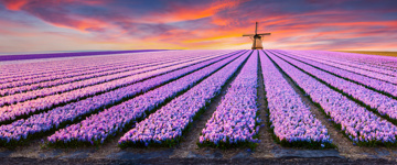 Netherlands Tours & Day Trips