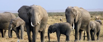 2 Days Mikumi From Dar Es Salaam (Tanzania)