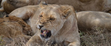 3-day Camping Safari - Visit Serengeti And Ngorongoro (Tanzania)