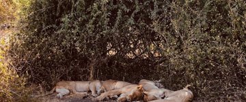 Eco tour: Chobe Full Day Safari With Boat Cruise (Zambia)