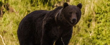 Day Trip & Bear Watching In The Land Of Volcanoes (Romania)