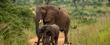 Eco tour: 3-Day Tour To Murchison Falls National Park (Uganda)