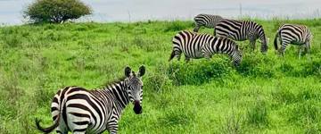 Nairobi National Park, Giraffe Center & Beads Factory Guided Day Tour (Kenya)
