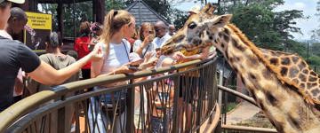 Giraffe Center Nairobi Day Tour (Kenya)