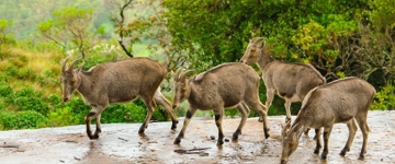 From Cochin: 5 Days Munnar, Thekkady, Alleppey With House Boat Tour (India)