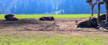 Day Trip To The Bison Reserve & Traditional Cuisine Experience (Romania)