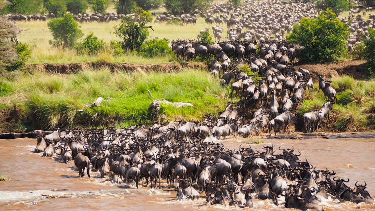 Great Serengeti Migration Tanzania